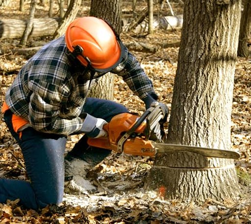 Tree Removal in Rixeyville, VA